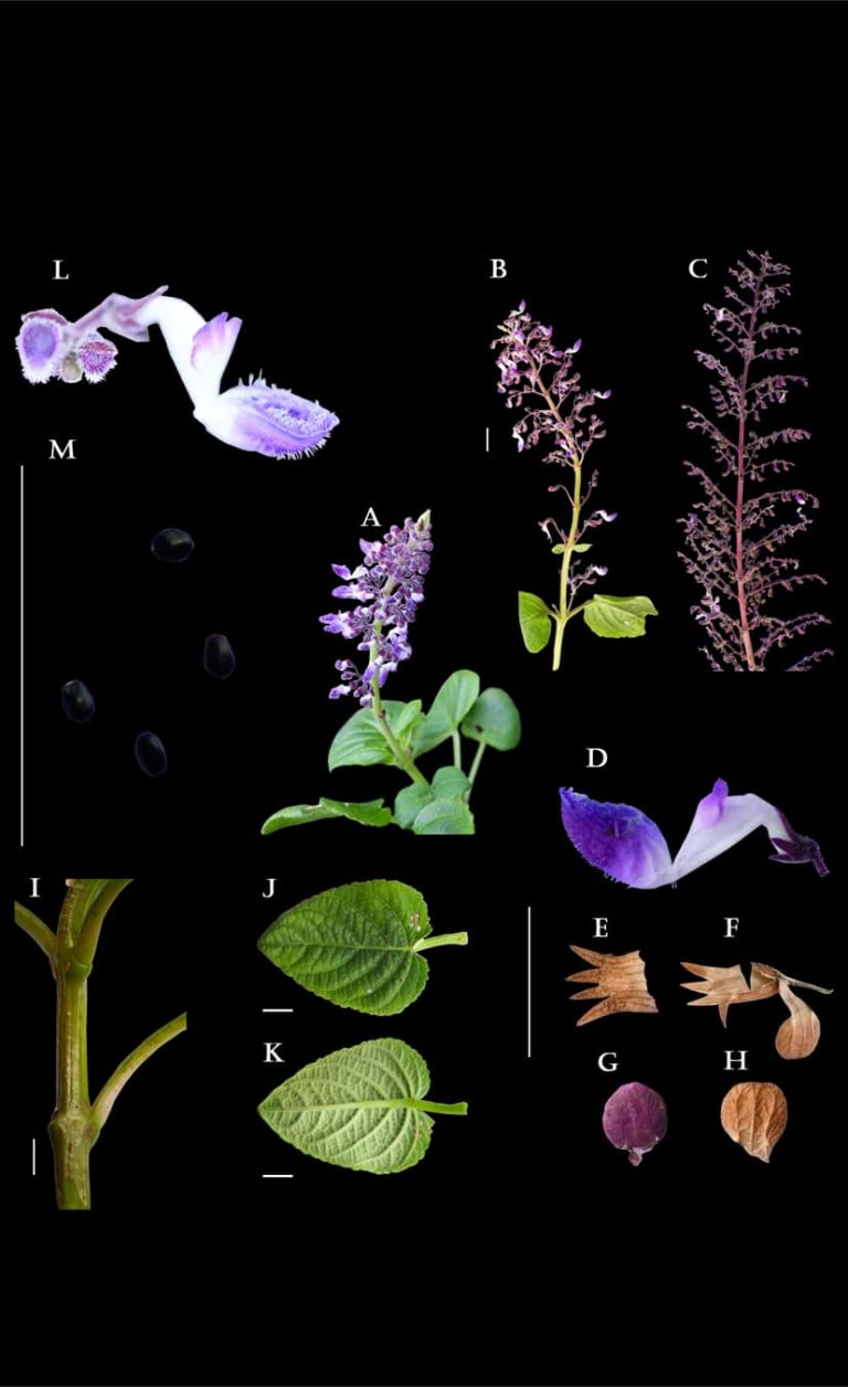 Lamiaceae (මින්ට්) ශාක කුලයට අයත් , 𝐶𝑜𝑙𝑒𝑢𝑠 ශාක ගණයේ නව ශාක විශේෂයක් සොයා ගැනීමට ශාකාගාර පර්යේෂණ කණ්ඩායමට හැකි විය.